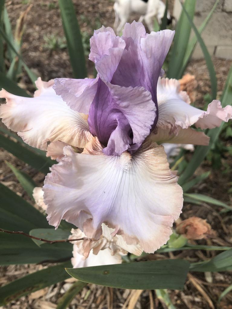 Photo of Tall Bearded Iris (Iris 'Romancer') uploaded by LizzyLegs