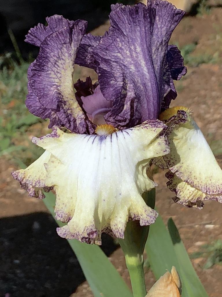 Photo of Tall Bearded Iris (Iris 'Progressive Attitude') uploaded by LizzyLegs