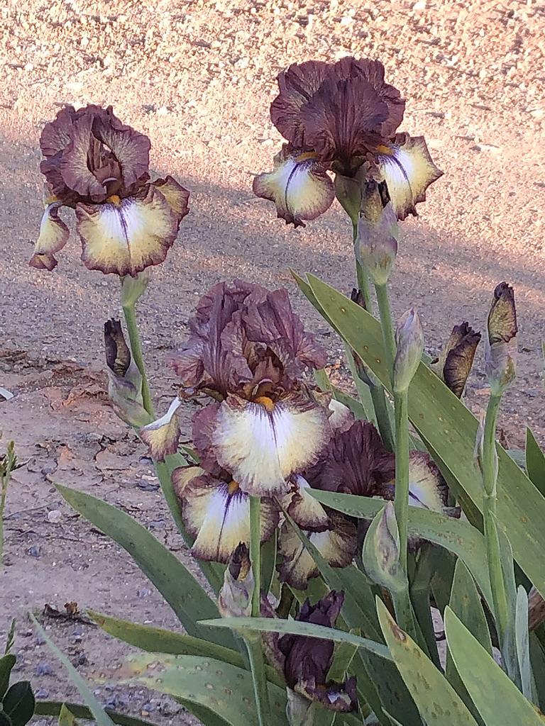 Photo of Tall Bearded Iris (Iris 'Burgundy Brown') uploaded by LizzyLegs