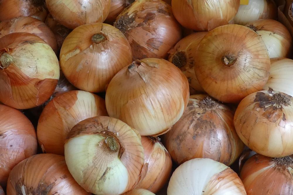 Photo of Garden Onion (Allium cepa 'Candy') uploaded by LoriMT