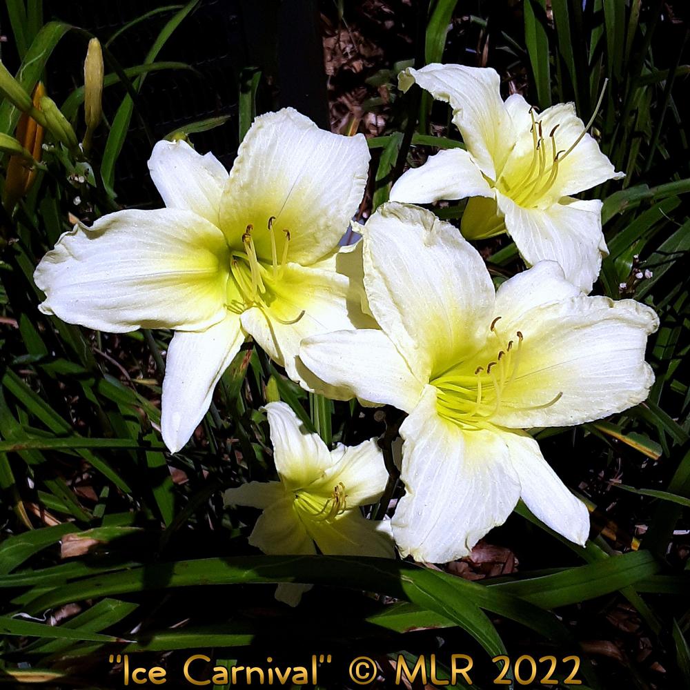 Photo of Daylily (Hemerocallis 'Ice Carnival') uploaded by MLR11