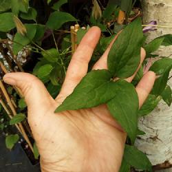 Location: The Netherlands
Date: 2022-07-05
Leaves Clematis viticella 'Pernille'
