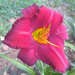 Location: Henry County, Virginia
Date: 2022-07-05
Final bloom. Pretty nice run! Love this deep red color.
