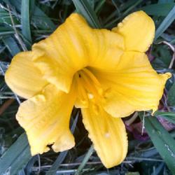 Location: Henry County, Virginia
Date: 2022-07-05
Tomorrow makes a full MONTH of blooms. LOVE this daylily!