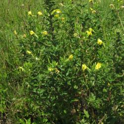 Location: Aberdeen, NC (Colonial heights area)
Date: July 4, 2022
Cut-leaf Evening Primrose #263; RAB page 752, 137-2-6; AG page 19