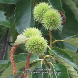 Location: Aberdeen, NC (S. Sycamore street)
Date: July 4, 2022
American chestnut #15; RAB, p.370, 55-2-1;  LHB p. 332, "Classica