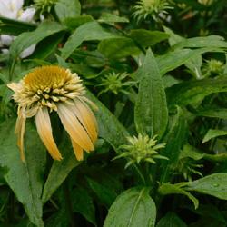 Location: Eagle Bay, New York
Date: 2022-07-05
Coneflower (Echinacea Double Scoop™ Lemon Cream) leaves in the 
