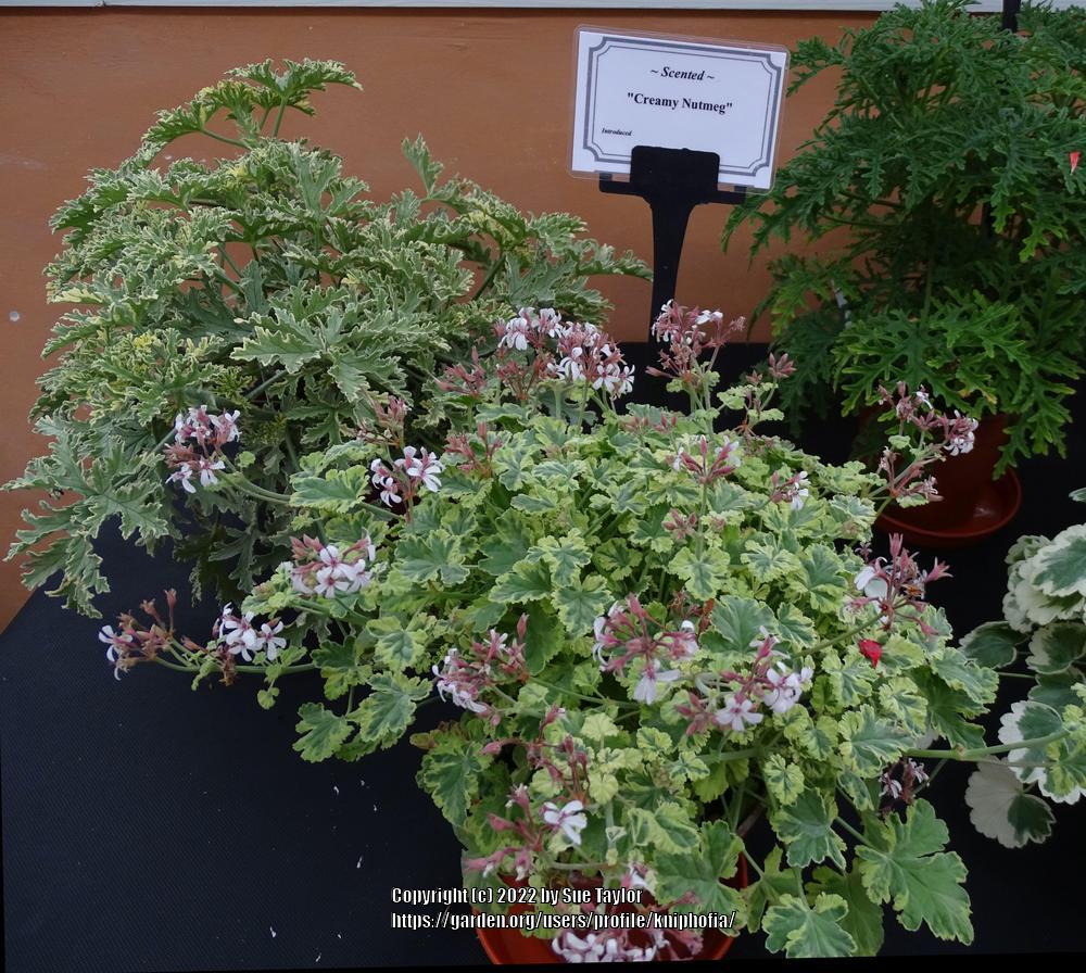 Photo of Storksbill (Pelargonium 'Creamy Nutmeg') uploaded by kniphofia