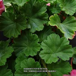 Location: Scampston Walled Garden, Yorkshire UK
Date: 2022-06-30
Yorkshire Pelargonium and Geranium Society