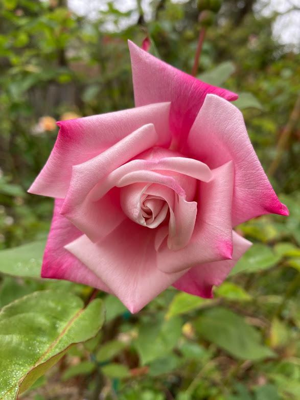 Photo of Rose (Rosa 'Madame Antoine Mari') uploaded by pmpauley