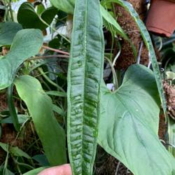 Location: My greenhouse, Florida
Date: 2022-03-04
distinctive leaves