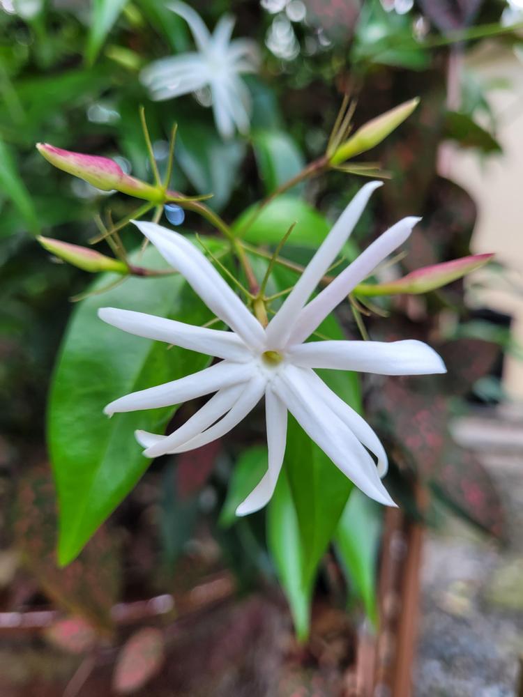 Photo of Star Jasmine (Jasminum laurifolium var. laurifolium) uploaded by MySecretIslandGarden