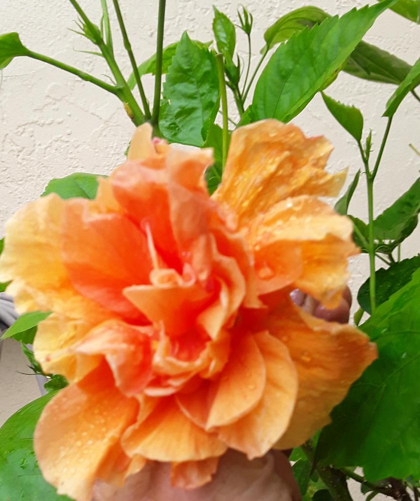 Photo of Tropical Hibiscus (Hibiscus rosa-sinensis 'Double Orange') uploaded by MySecretIslandGarden