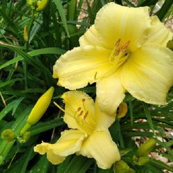 Location: Eagle Bay, New York
Date: 2022-07-06
Daylily (Hemerocallis 'Fragrant Returns') buds and blooms