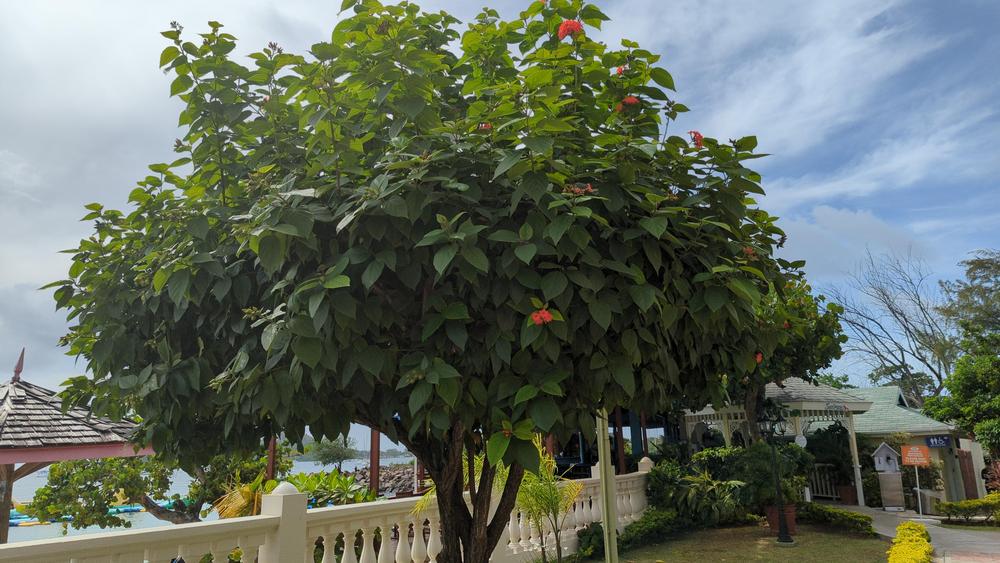 Photo of Orange Geiger Tree (Cordia sebestena) uploaded by CABiopheliac