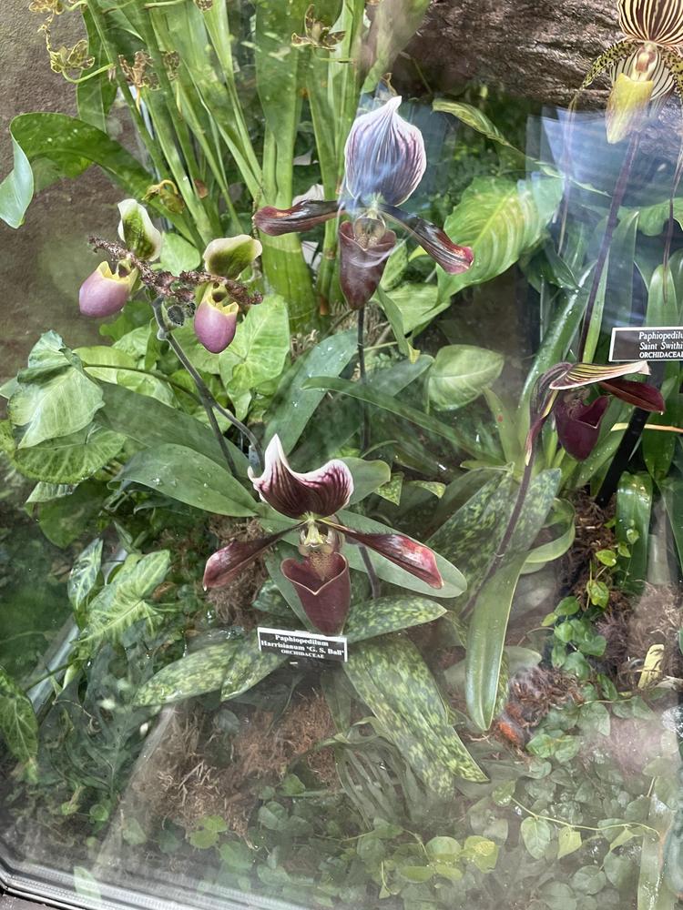 Photo of Orchid (Paphiopedilum Harrisianum) uploaded by jooshewa