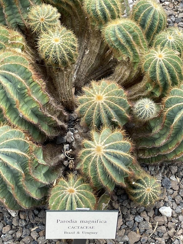 Photo of Ball Cactus (Parodia magnifica) uploaded by jooshewa