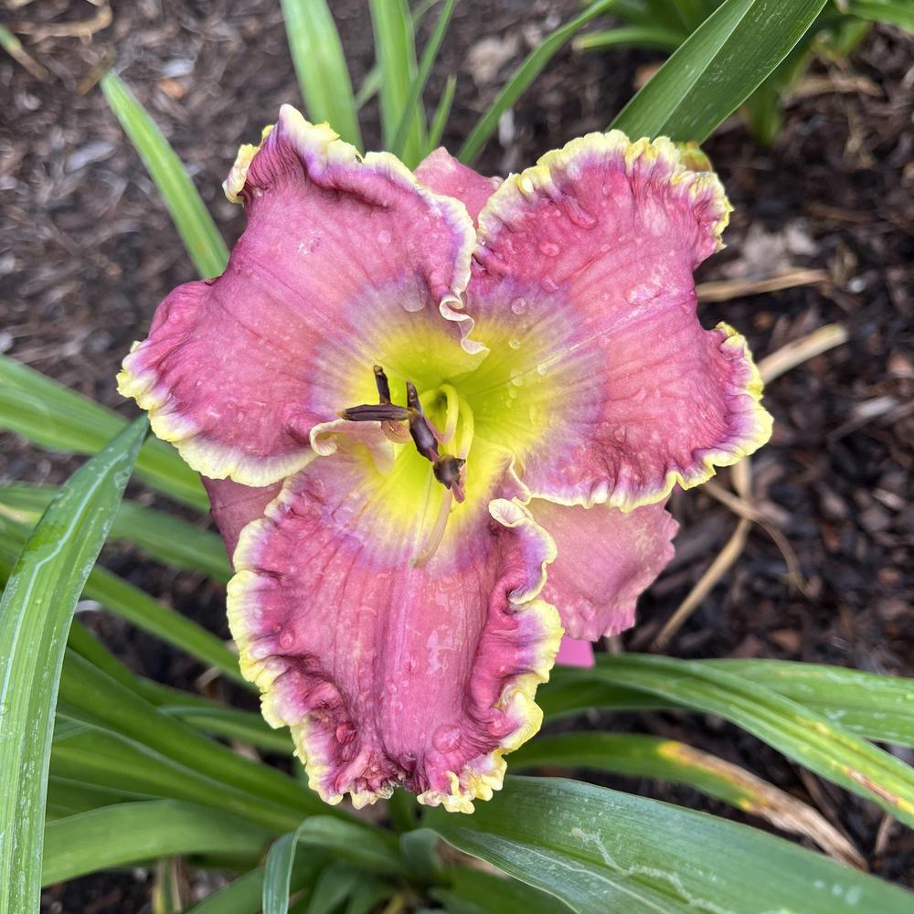 Photo of Daylily (Hemerocallis 'All Things to All Men') uploaded by twixanddud