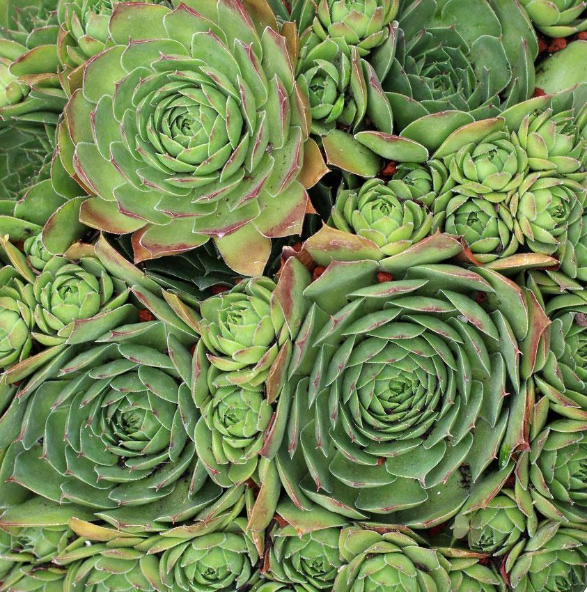 Photo of Hen and Chicks (Sempervivum 'Silver King') uploaded by Joy