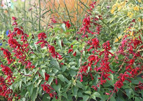 Photo of Red Salvia (Salvia splendens 'Van Houttei') uploaded by Joy