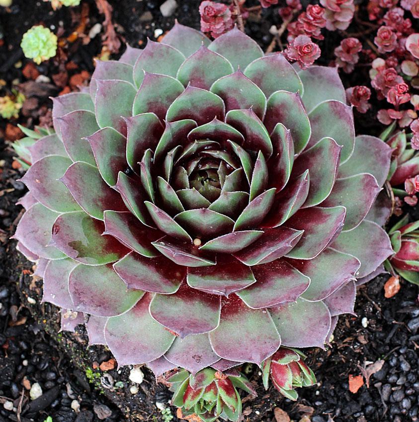 Photo of Hen and Chicks (Sempervivum 'Silver King') uploaded by Joy