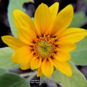 Black oil sunflower seedlings #61 nn & #2fg; LHB p. 998, 194-27-6