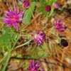 Stemless Ironweed #267; RAB page 1045, 179-27-1. AG page 238, 55-