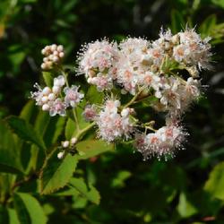 Location: Inlet, Hamilton County, New York
Date: 2022-07-06
Meadowsweet (Spiraea alba var. latifolia) pink phase