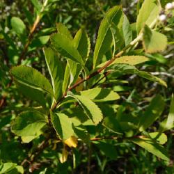 Location: Inlet, Hamilton County, New York
Date: 2022-07-06
Meadowsweet (Spiraea alba var. latifolia) leaves and stem