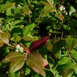 Location: Inlet, Hamilton County, New York
Date: 2022-07-06
low sweet blueberry (Vaccinium angustifolium), aka Wild Blueberry