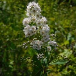 Location: Inlet, Hamilton County, New York
Date: 2022-07-06
Meadowsweet (Spiraea alba var. latifolia) with buds