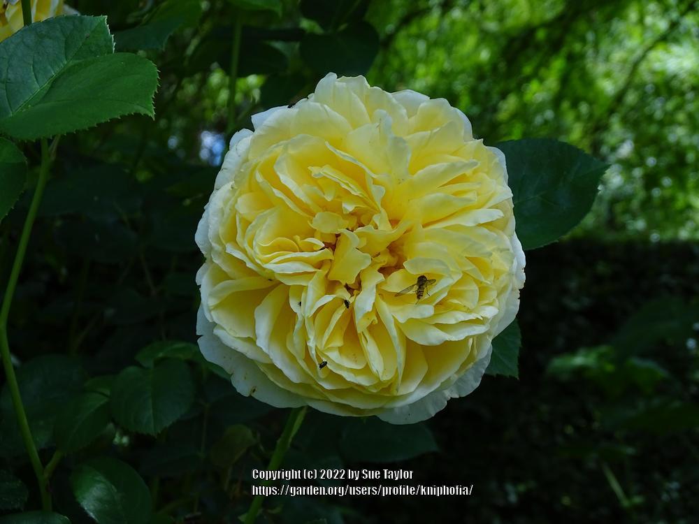 Photo of English Shrub Rose (Rosa 'Charlotte') uploaded by kniphofia