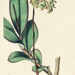 
Date: c. 1815
illustration [as E. fuscatum] by Syd. Edwards from 'The Botanical