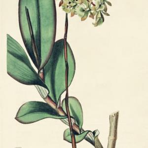 illustration [as E. fuscatum] by Syd. Edwards from 'The Botanical