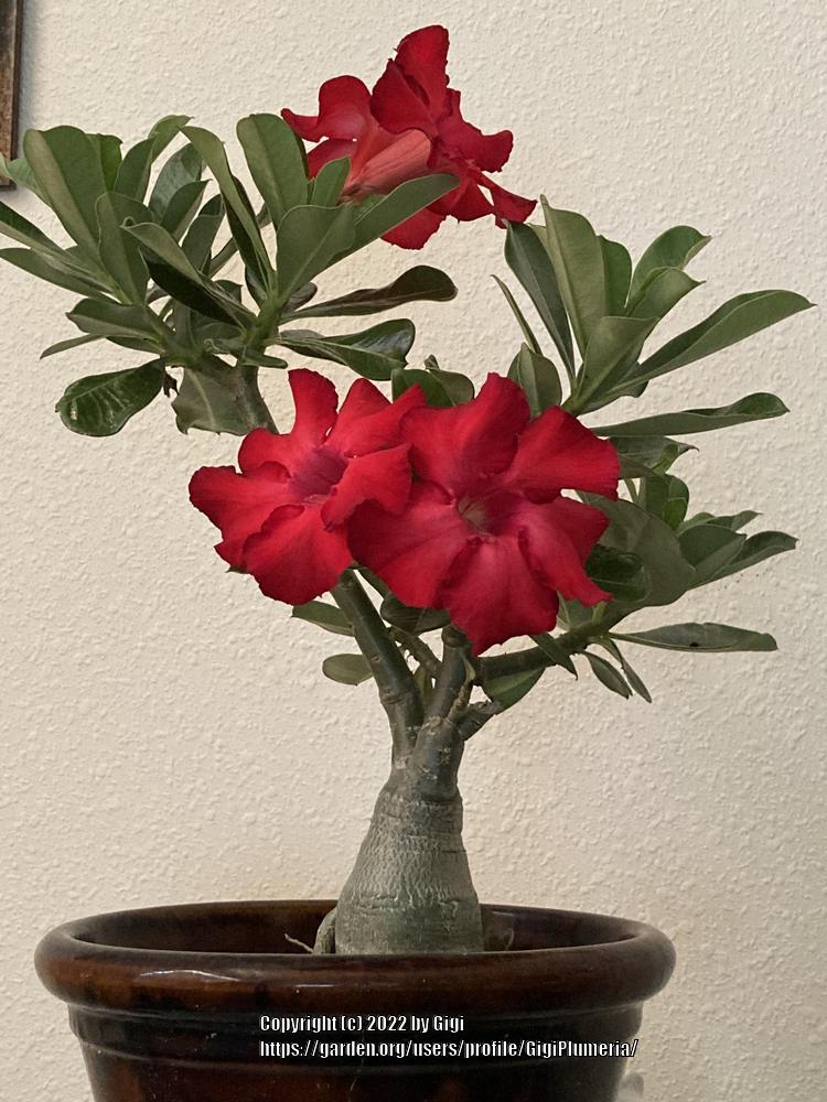 Photo of Desert Rose (Adenium 'Red Dragon') uploaded by GigiPlumeria