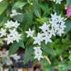 The pentas do well in Florida outside, but don't like to be dry.