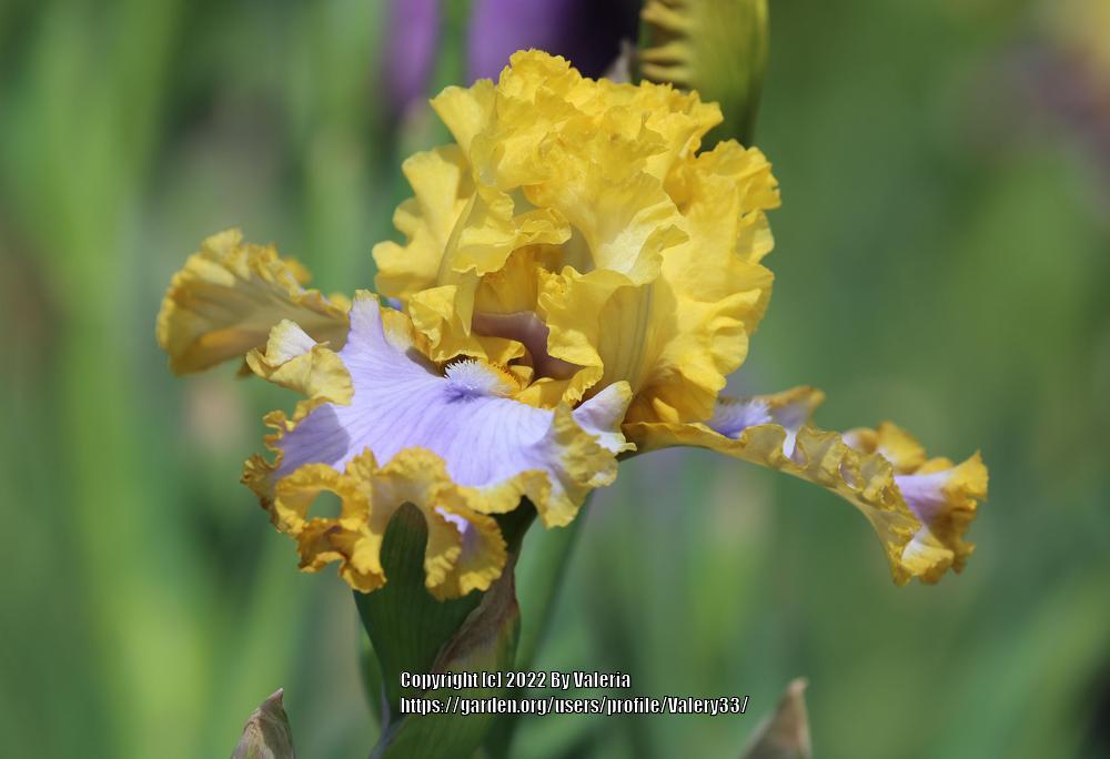 Photo of Tall Bearded Iris (Iris 'Point of Interest') uploaded by Valery33