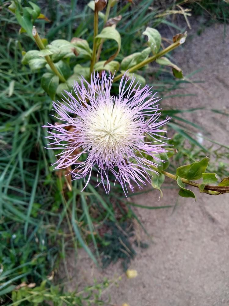 Photo of American Basket-Flower (Plectocephalus americanus) uploaded by christinereid54