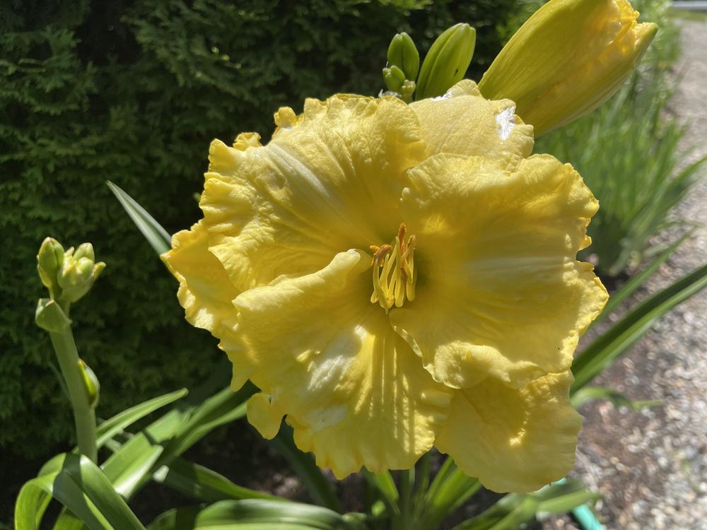 Photo of Daylily (Hemerocallis 'Annie Armstrong') uploaded by katmellor03gmailcom