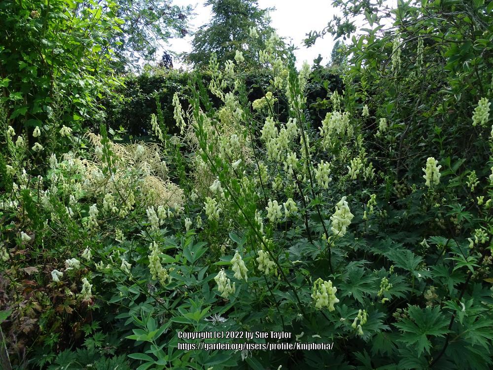 Photo of Wolfbane (Aconitum lycoctonum subsp. vulparia) uploaded by kniphofia