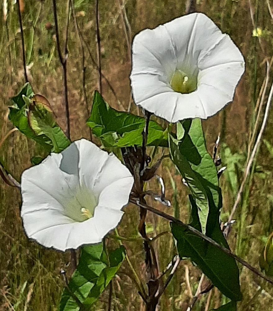 Photo of Field Bindweed (Convolvulus arvensis) uploaded by pixie62560