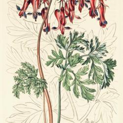 
Date: c.1815
illustration [as Fumaria eximia] by Syd. Edwards from 'The Botani