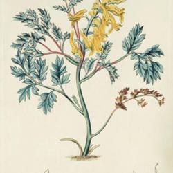 
Date: c. 1815
illustration [as Fumaria aurea] by Syd. Edwards from 'The Botanic