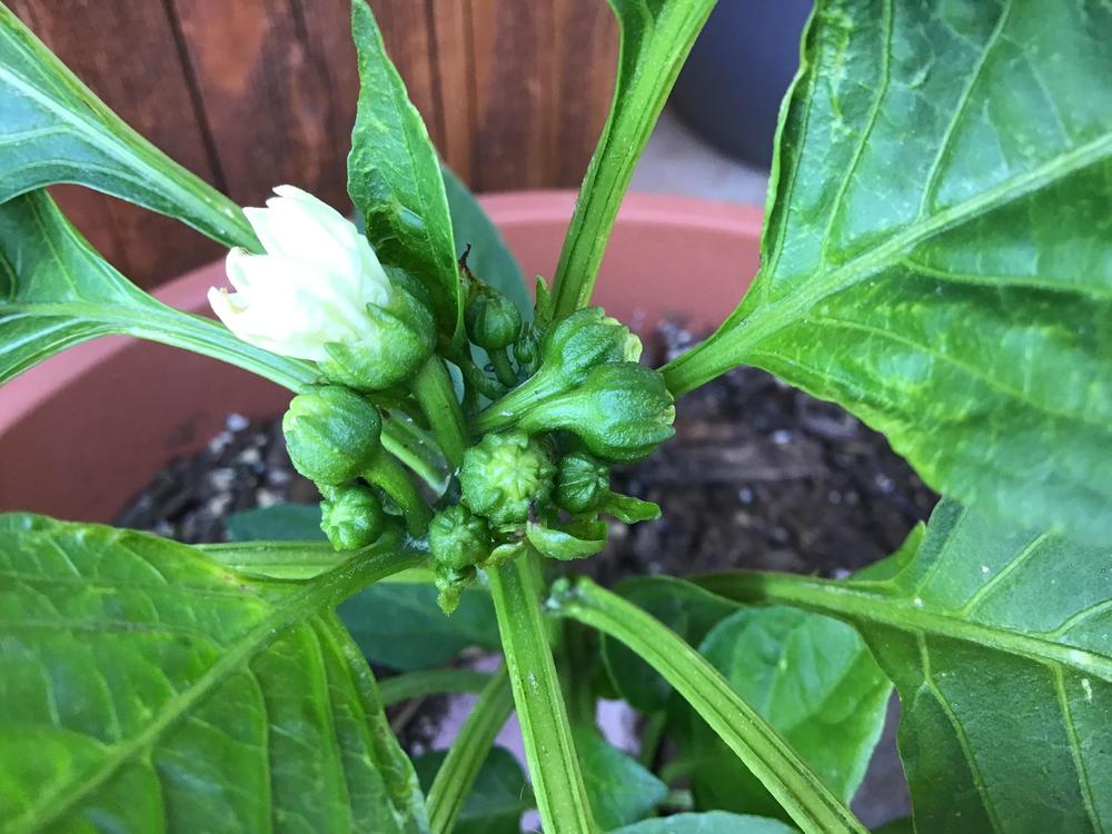 Photo of Bell Pepper (Capsicum annuum 'Crispy') uploaded by Johannian