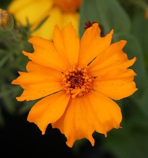 Photo of Aztec Marigold (Tagetes erecta 'Cempoalxochitl') uploaded by Joy