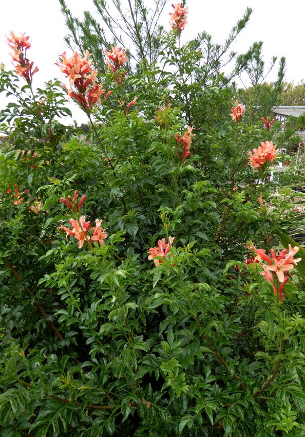 Photo of Cape Honeysuckle (Tecoma capensis 'Hammer's Rose') uploaded by Joy