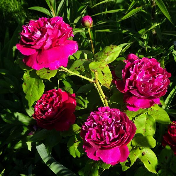 Photo of Rose (Rosa 'Baron Girod de l'Ain') uploaded by Orsola