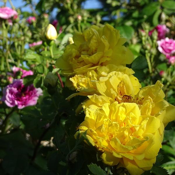 Photo of Species Rose (Rosa foetida f. persiana 'Persian Yellow') uploaded by Orsola
