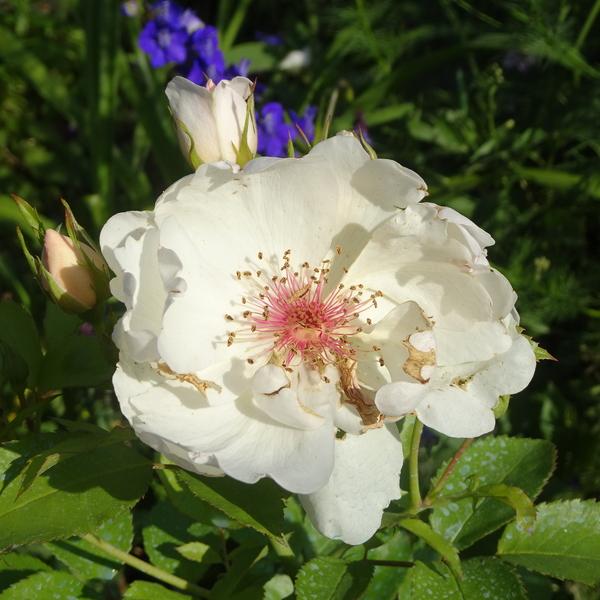 Photo of Rose (Rosa 'Jacqueline du Pre') uploaded by Orsola