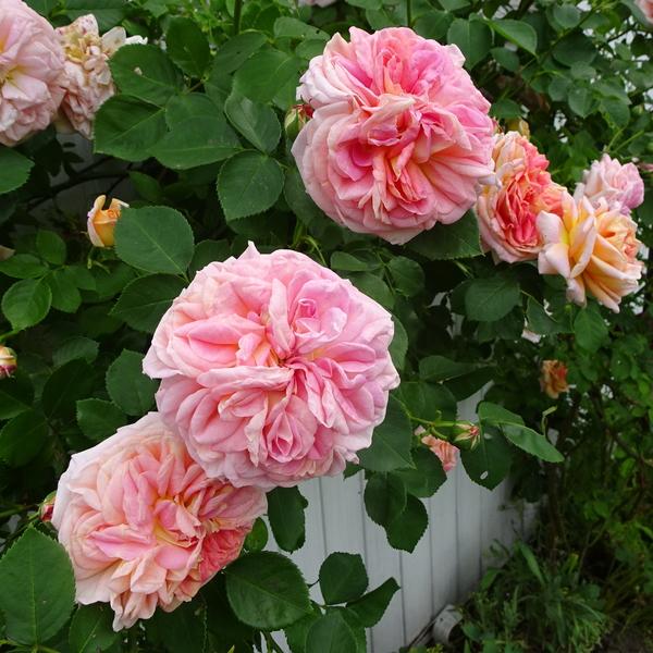 Photo of Rose (Rosa 'Alchymist') uploaded by Orsola
